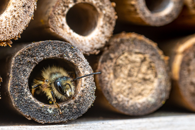 Abeilles sauvages dans des cavités en bois et des branches