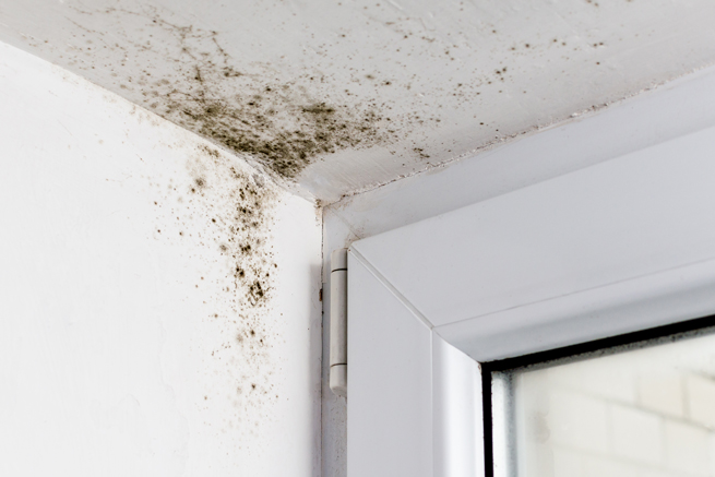 Verursachen neue Fenster Schimmel