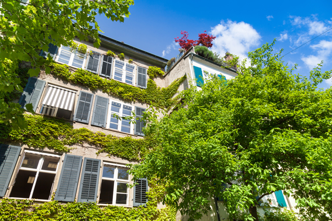 Bäume und Efeu als natürliche Beschattung einer Hausfront mit vielen Fenstern