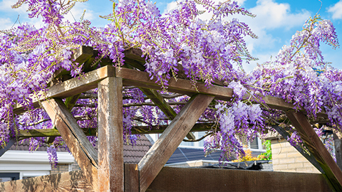 Planter une pergola