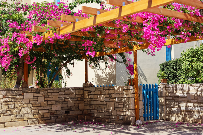 Eine mit Bougainville bepflanze Pergola