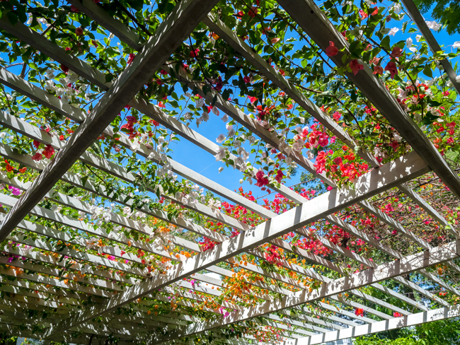 Mit Blumen bepflanzte Pergola